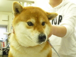 1462031037.jpg